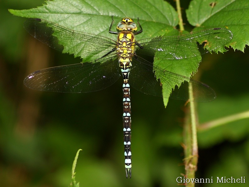 Aeshna cyanea? S !